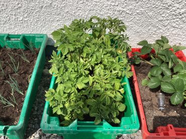 3rd & 4th Classes Vegetable Boxes