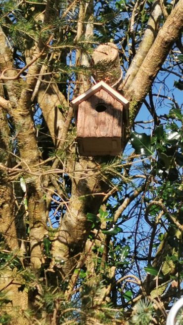 New Bird Boxes